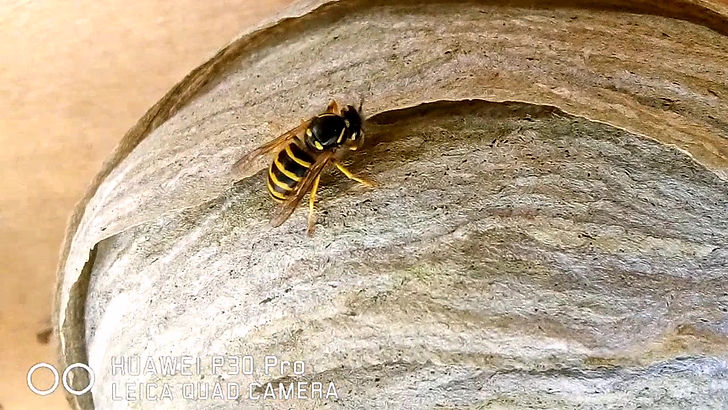 Wasp Nest - Padiham, Lancashire
